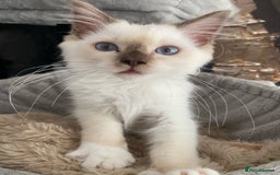 Ragdoll cats for sale: One left chocmink tabby mitted male  - Image 18