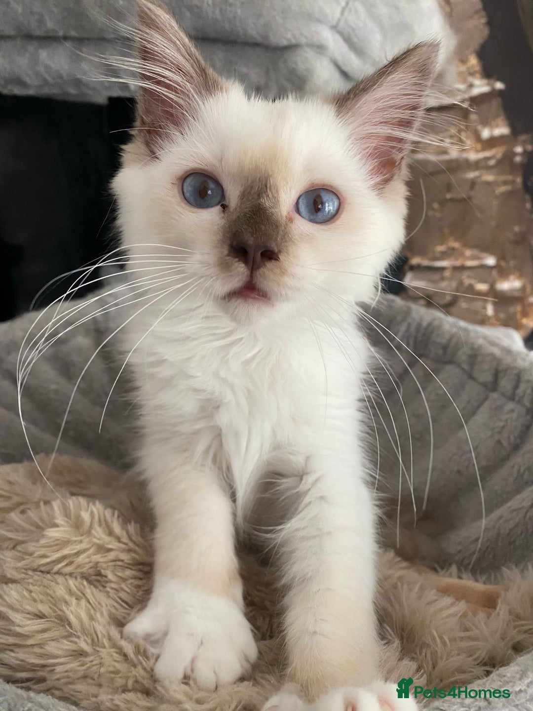 Ragdoll cats for sale: One left chocmink tabby mitted male  - Image 18