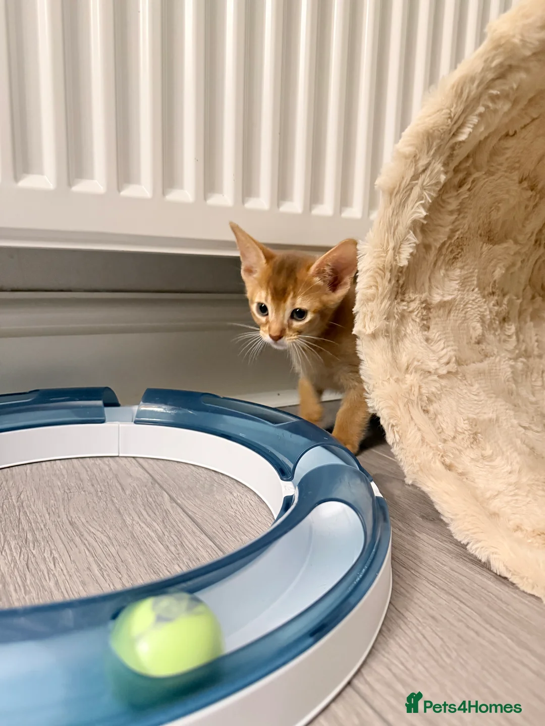 Abyssinian cats for sale: Abyssinian Kittens 🐾 - Advert 20