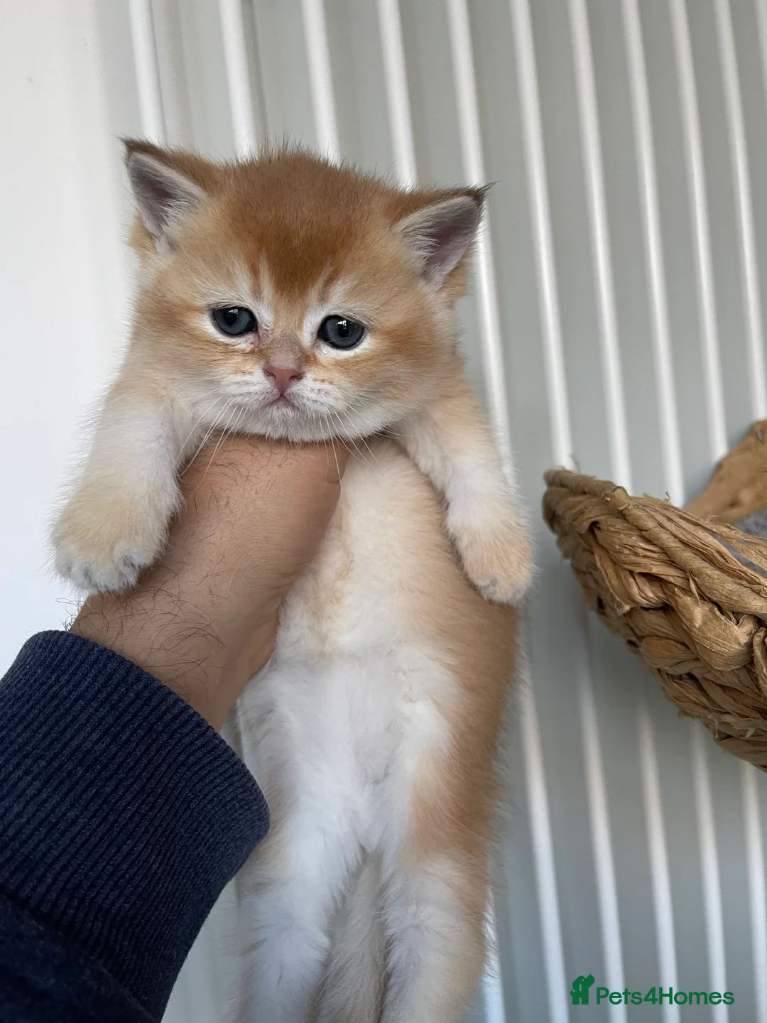 Scottish Fold cats for sale: SALE ! LUXURY GOLDEN CHINCHILLA  SCOTTISH FOLD KIT - Advert 7