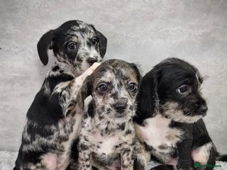 Mixed Breed dogs Frenchi /Mini Poodle Puppies First Gen ❤️ - Advert 1