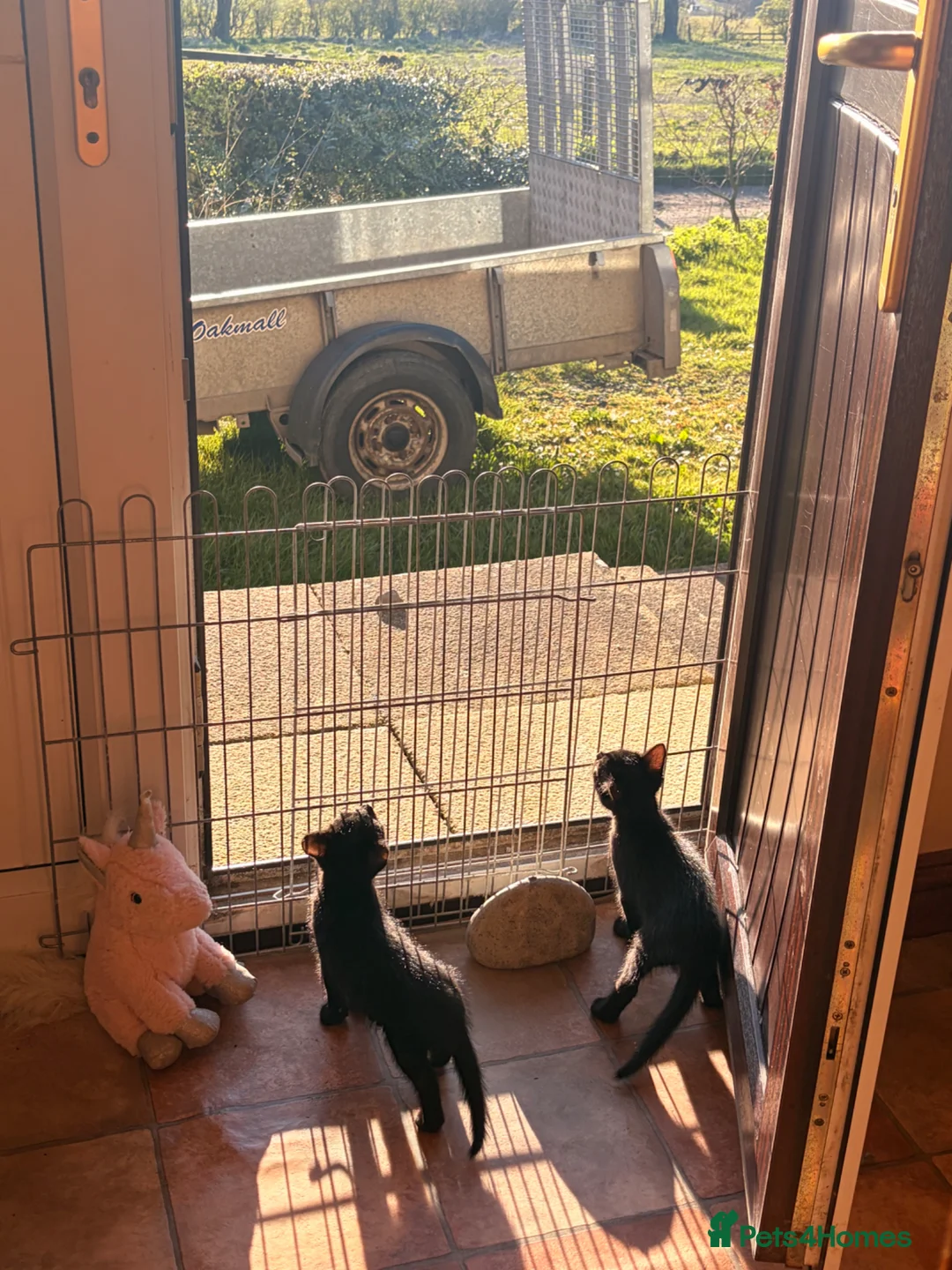 Mixed Breed cats for sale: Lovely kittens - Advert 1