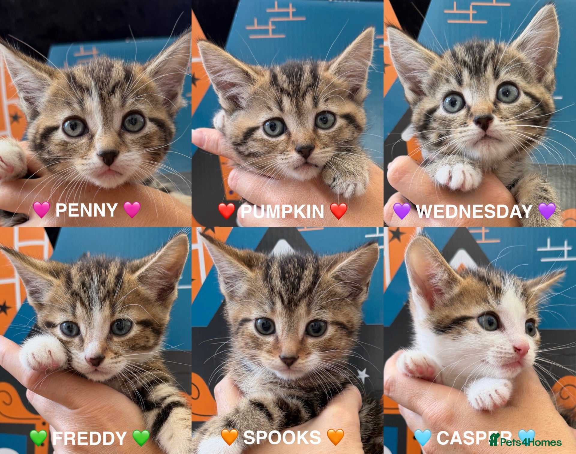 Mixed Breed cats Beautiful tabby kittens for sale  - Advert 1