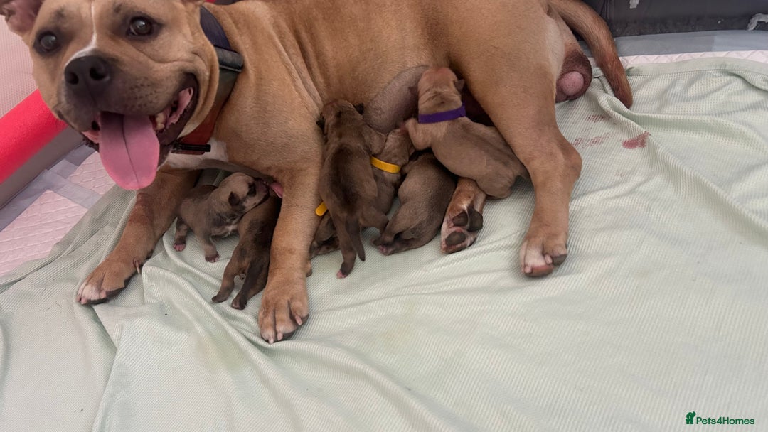 American Bully dogs for sale: Pocket bully puppies *2 females left* - Image 4