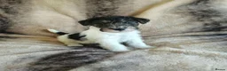 Fox Terrier dogs for sale: Beautiful Wire Fox Terrier Pups Available - Advert 9