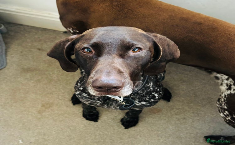 German Shorthaired Pointer dogs - Advert 9