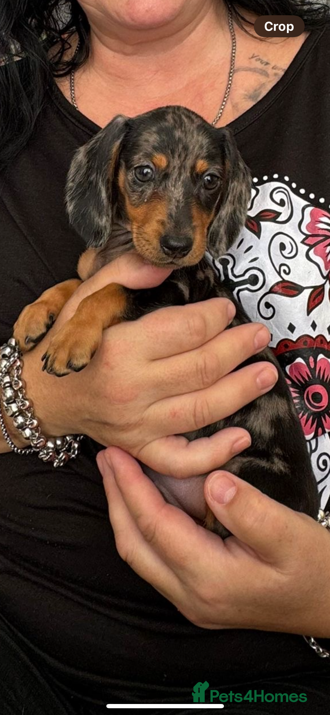 Miniature Dachshund dogs for sale: 14 Week Old Mini Dachshund  - Advert 4