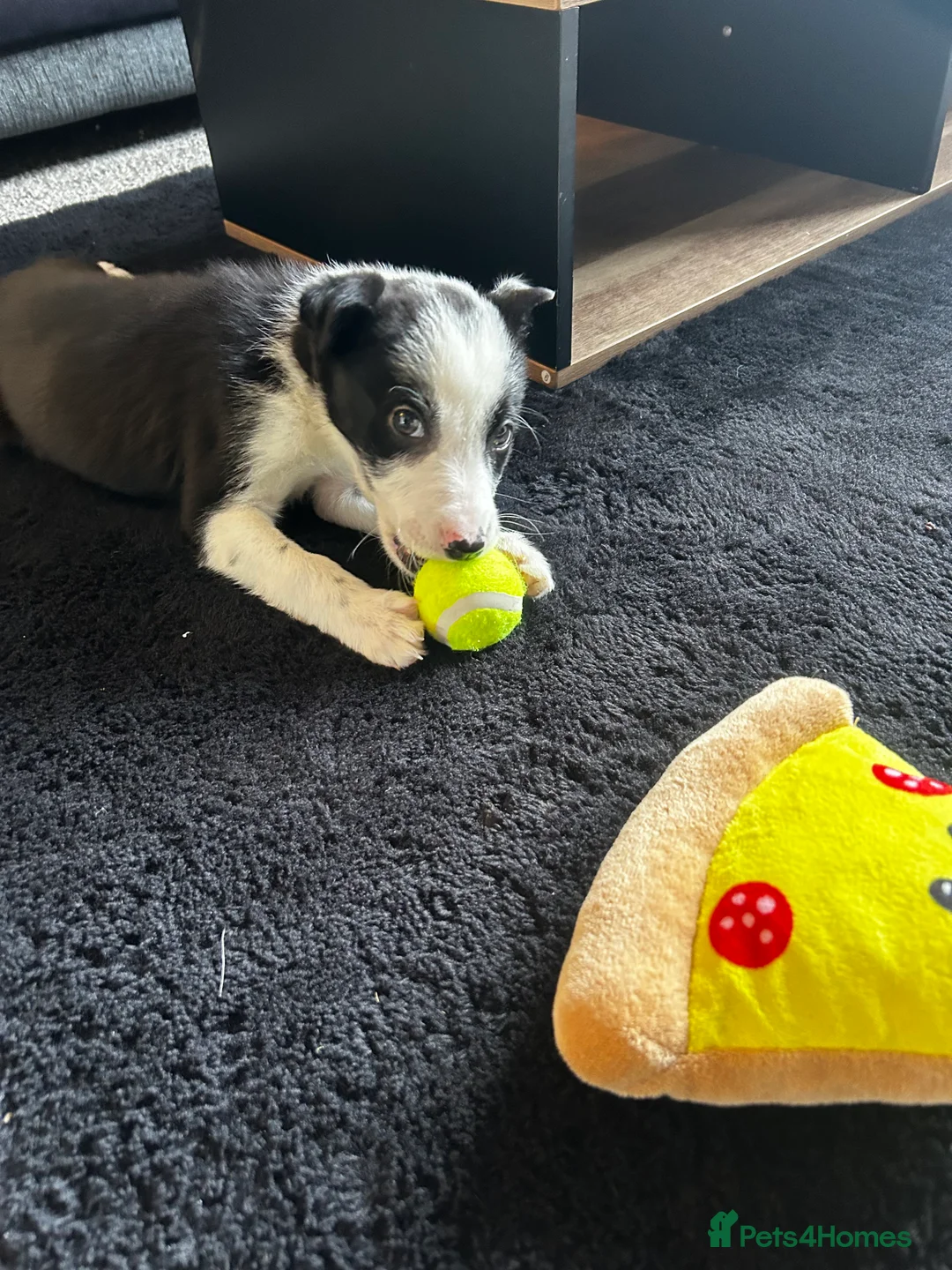 Border Collie dogs for sale: 1 little girl left  - Advert 2