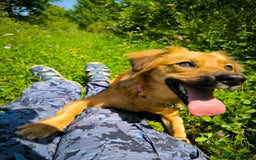 Mixed Breed dogs for adoption: 🐶💖 MIAH 💖🐶 - Image 10
