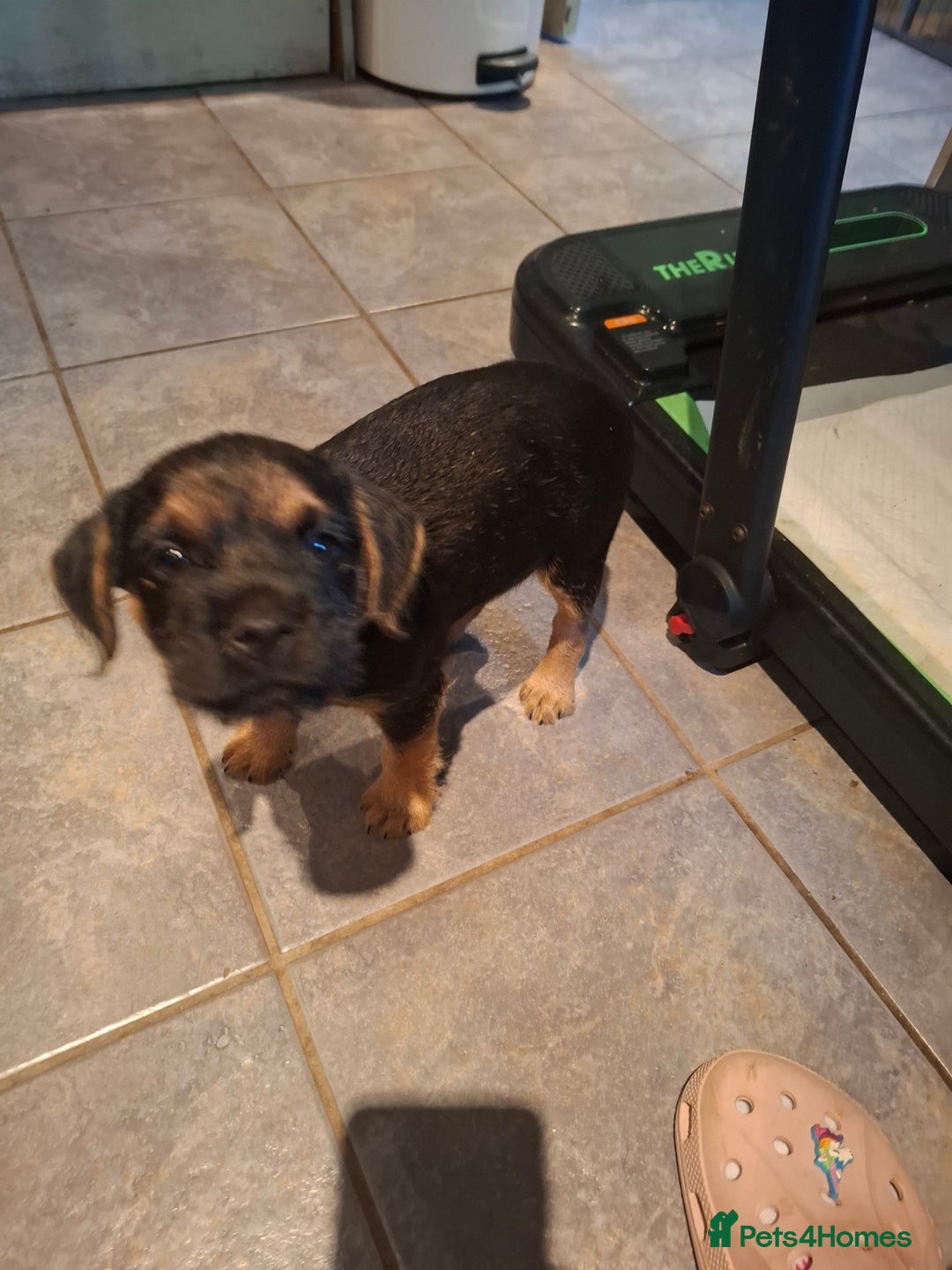 Border Terrier dogs for sale: Border Terrier KC registered 3x dogs for sale - Image 14