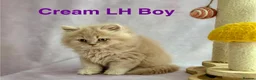 British Shorthair cats for sale: Registered Pedigree British Shorthair & Longhair  in Stafford - Advert 26