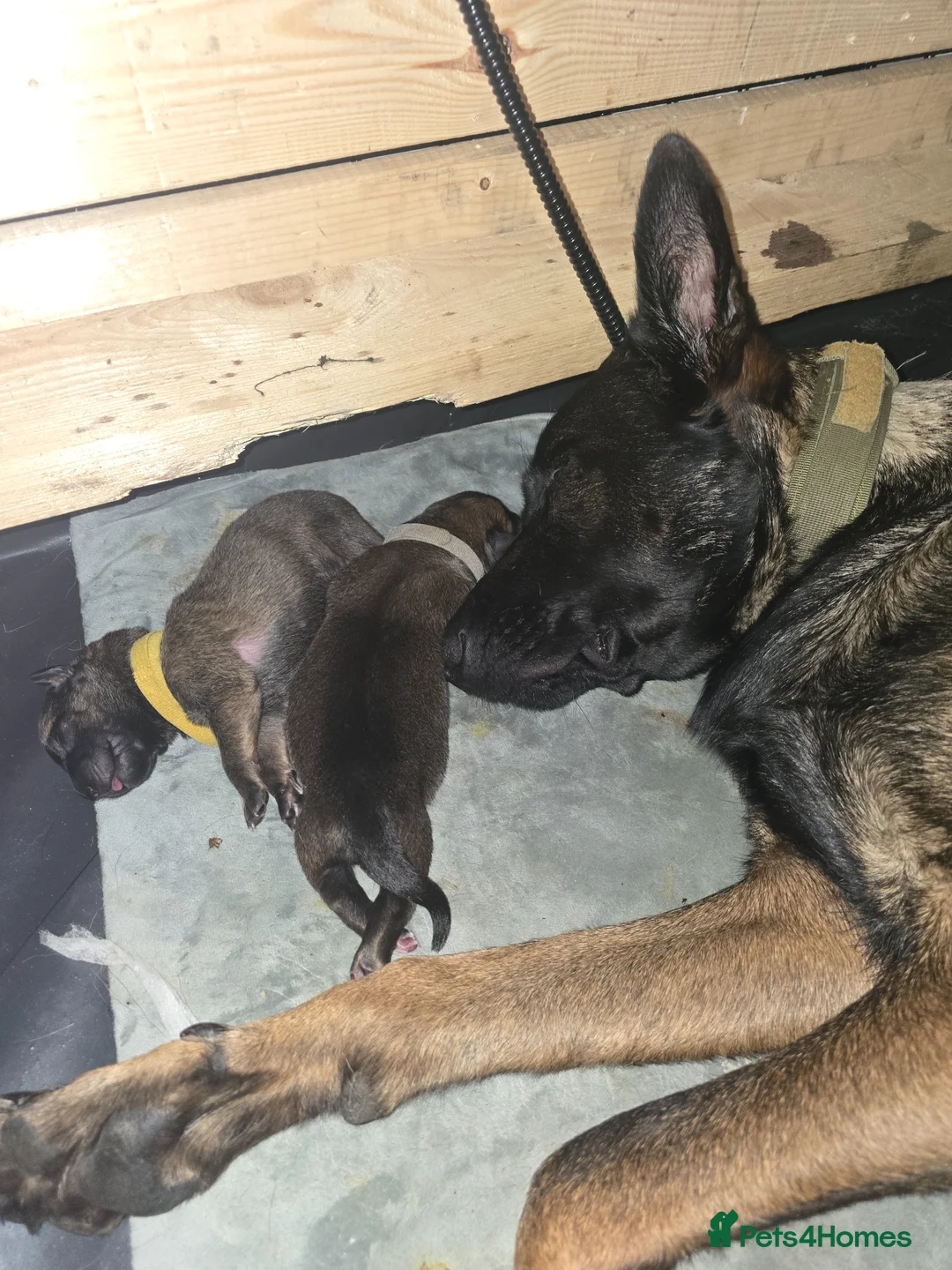 Belgian Shepherd Dog dogs for sale: Belgian Malinois Puppies for Sale (Working Line) in Telford - Advert 2