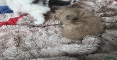 Mixed Breed cats Ragdoll x domestic cat 😻😽1 Boy available  - Advert 4