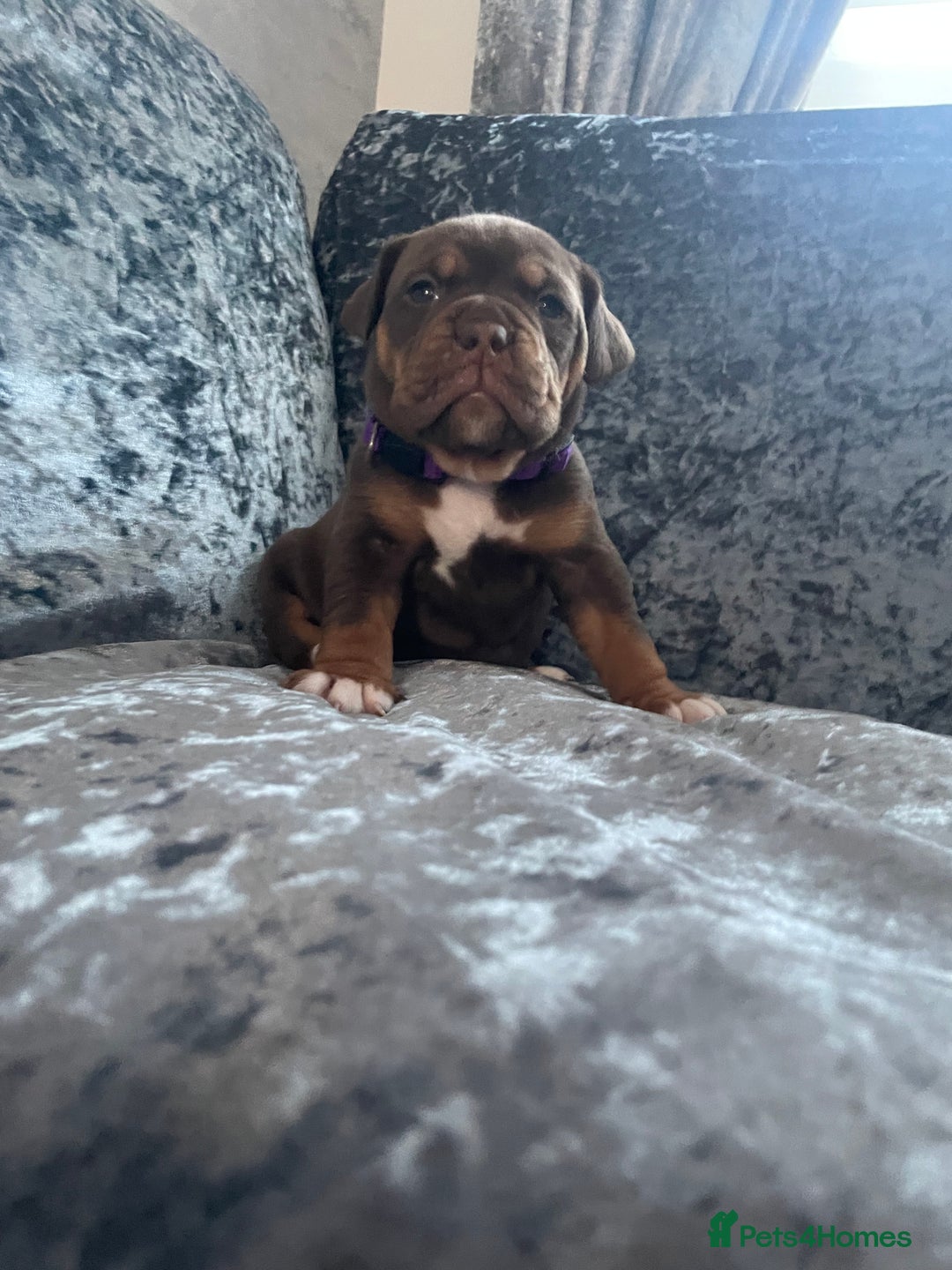Olde English Bulldogge dogs for sale: NEBBR registered Olde English bulldogge puppies - Advert 14