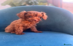 Cavapoo dogs for sale: Fox red toy F1B cavapoos  - Image 5