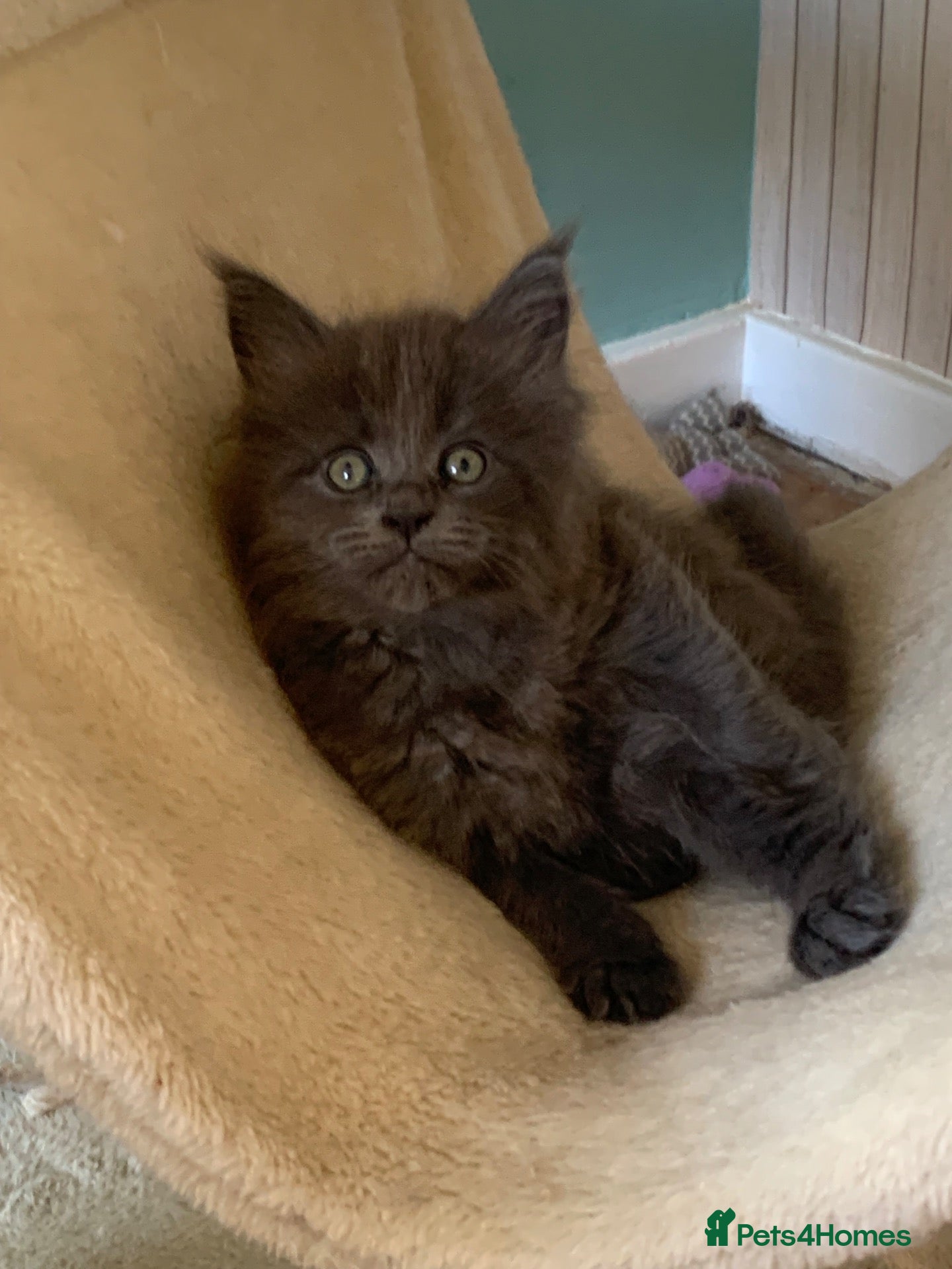 Maine Coon cats AMAZING TICA REGISTERED KITTENS - Advert 2