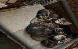 Mixed Breed cats for sale: Bengal cross kittens - Image 4