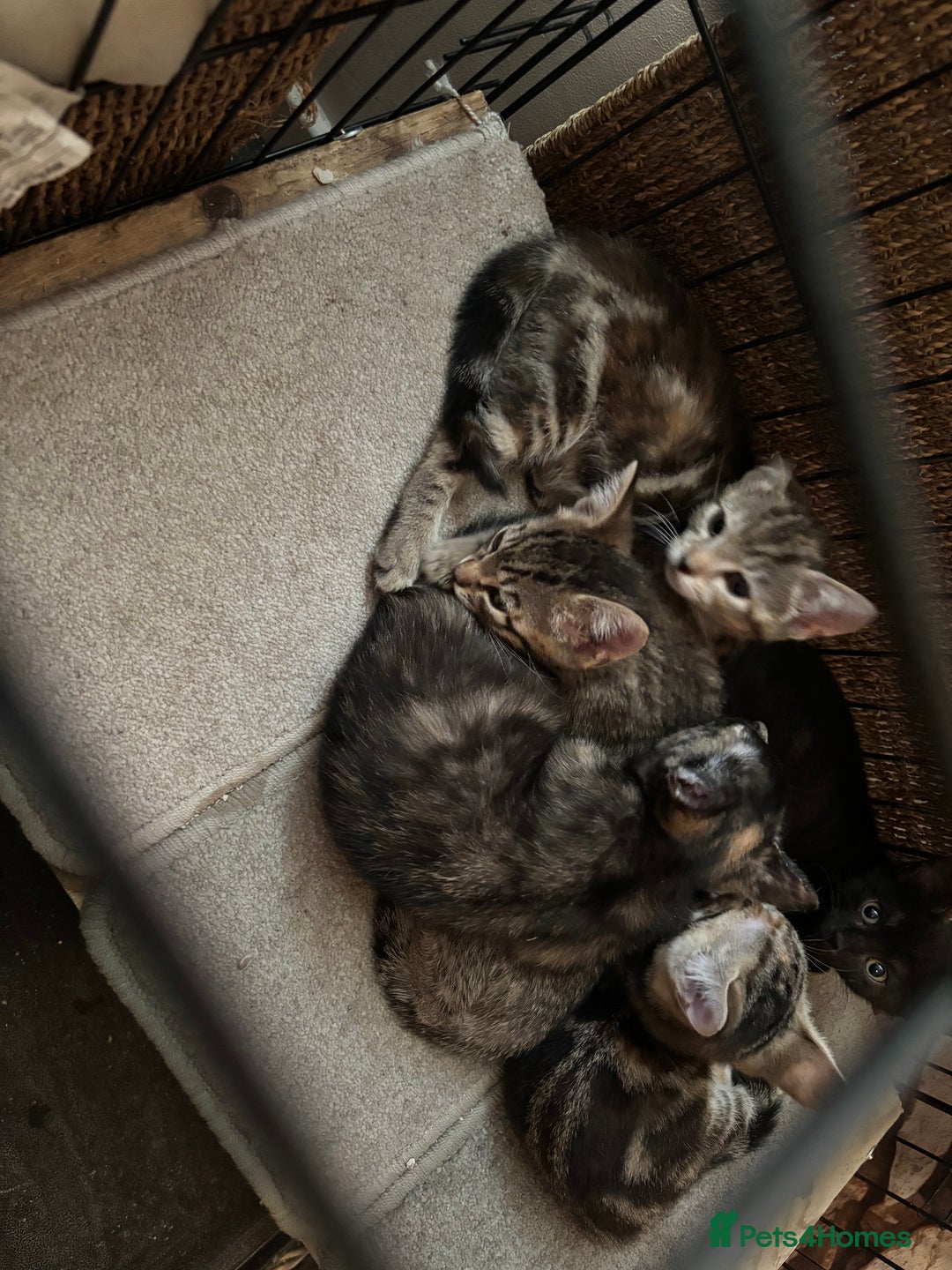 Mixed Breed cats for sale: Bengal cross kittens - Image 4
