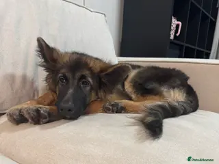 German Shepherd dogs 7 Month Old German Shepherd Male - Advert 8