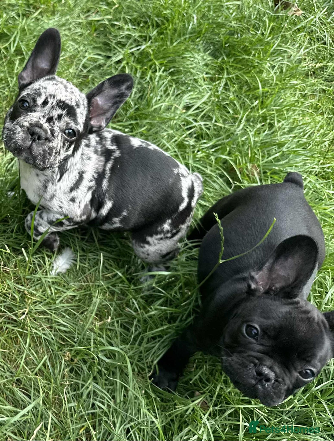 French Bulldog dogs for sale: French Bulldogs  - Image 10