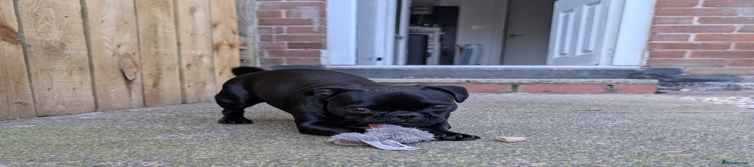 Jug Puppy 1