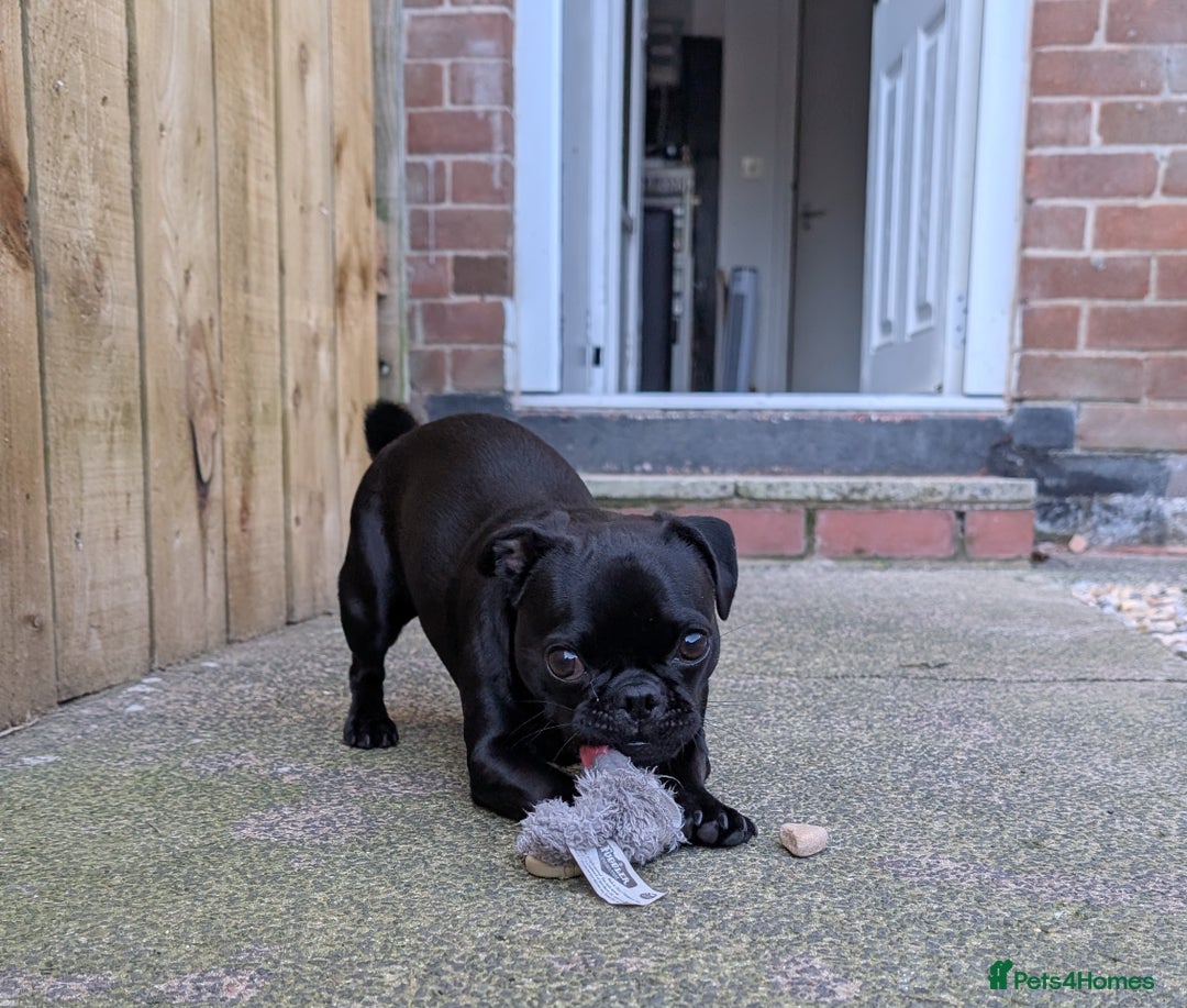 Jug dogs for sale: Beautiful female Jug (pug/Jack Russell) - Image 1