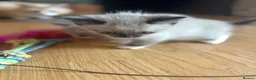 Ragdoll cats for sale: Ragdoll cross kittens  - Advert 24