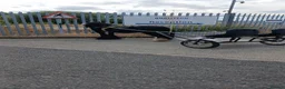 Irish Cob horses for sale: Driving entire  in Hartlepool - Advert 4