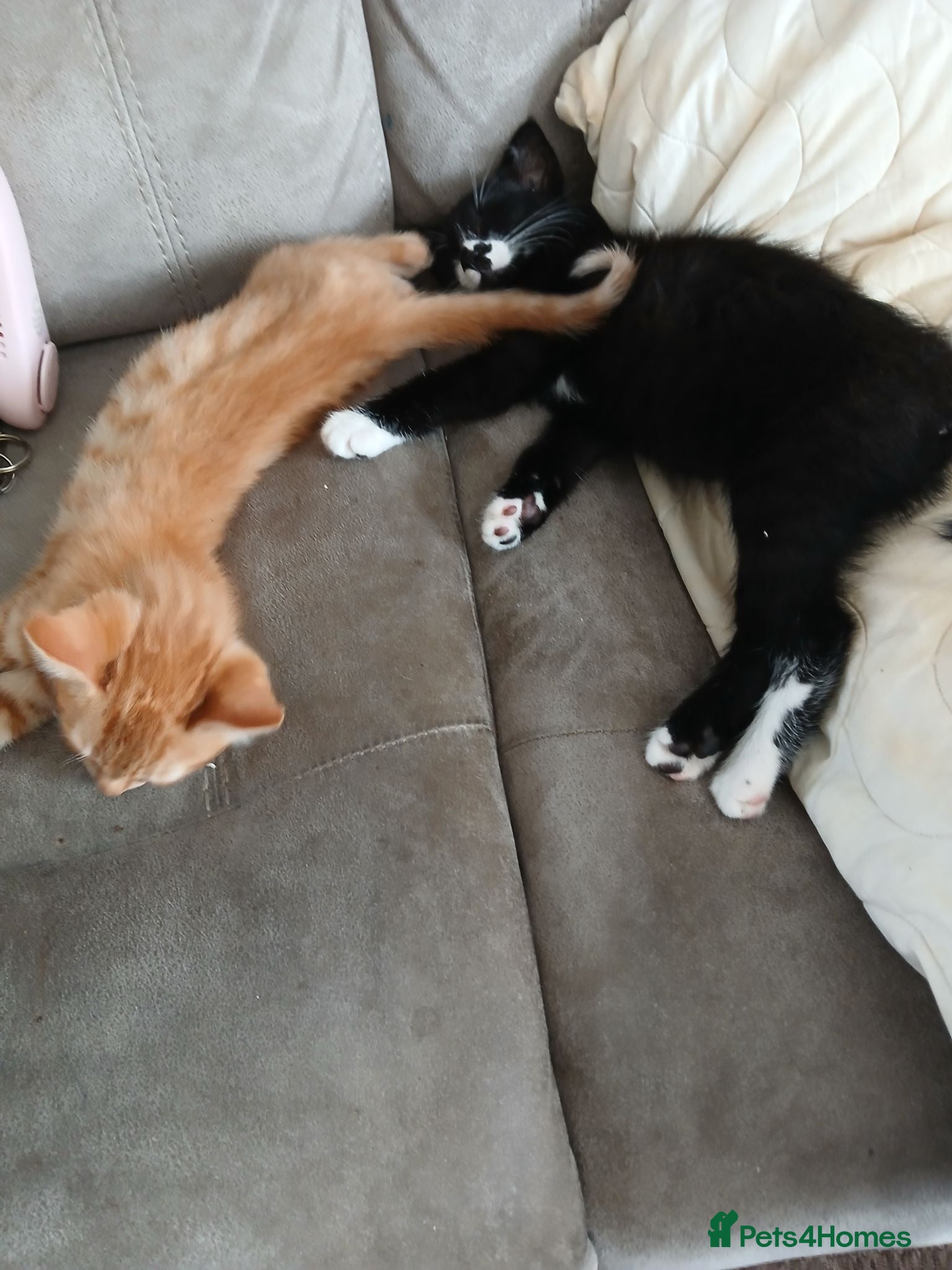 Mixed Breed cats Only 2 beautiful kittens left 1 b/w F 1 ginger M  - Advert 2