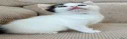 Mixed Breed cats for sale: Stunning 4 Tabby  Kittens Ready for Homes - Advert 21