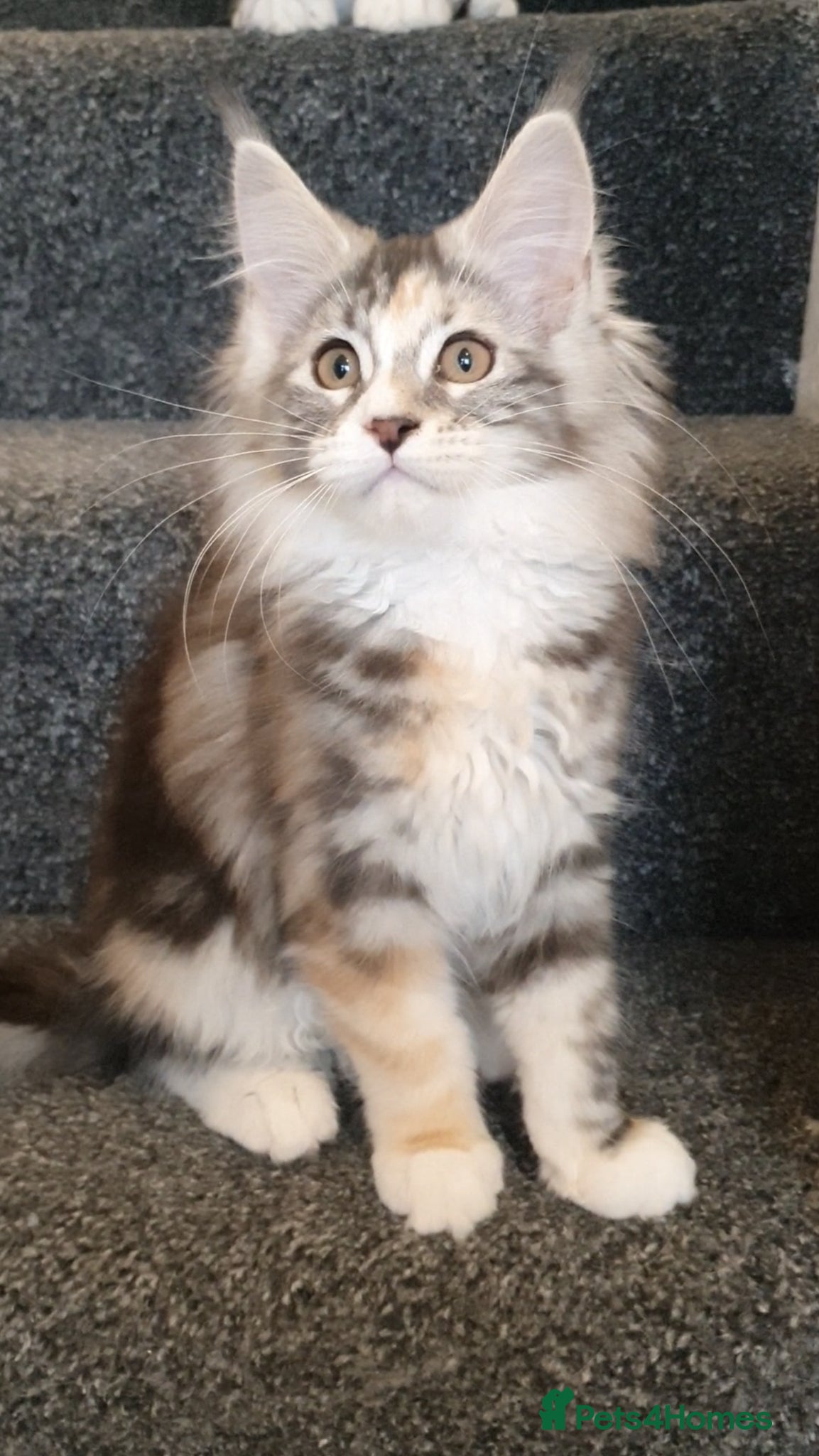 Maine Coon cats pure maine coon kitten - Advert 1