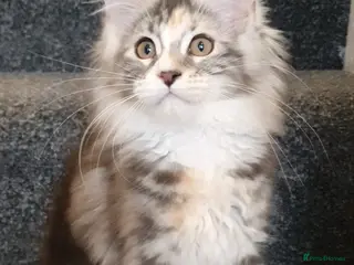 Maine Coon cats pure maine coon kitten - Advert 1