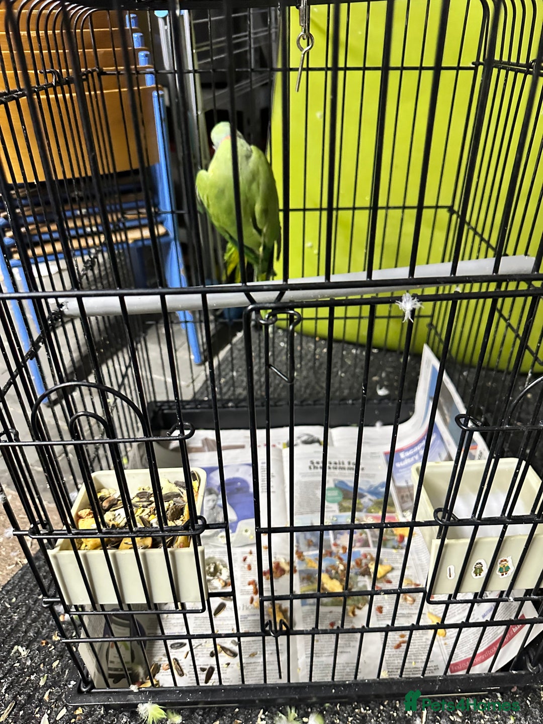 Parrots birds for sale: Parakeet parrot for sale - Image 3
