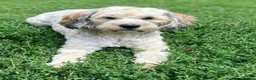 Maltipoo dogs for stud: 🌟HEALTH TESTED MED/SMALL BREED STUD DOGS  🌟 - Advert 2