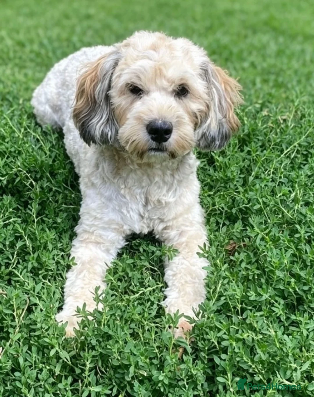 Maltipoo dogs for stud: 🌟HEALTH TESTED MED/SMALL BREED STUD DOGS  🌟 - Advert 2