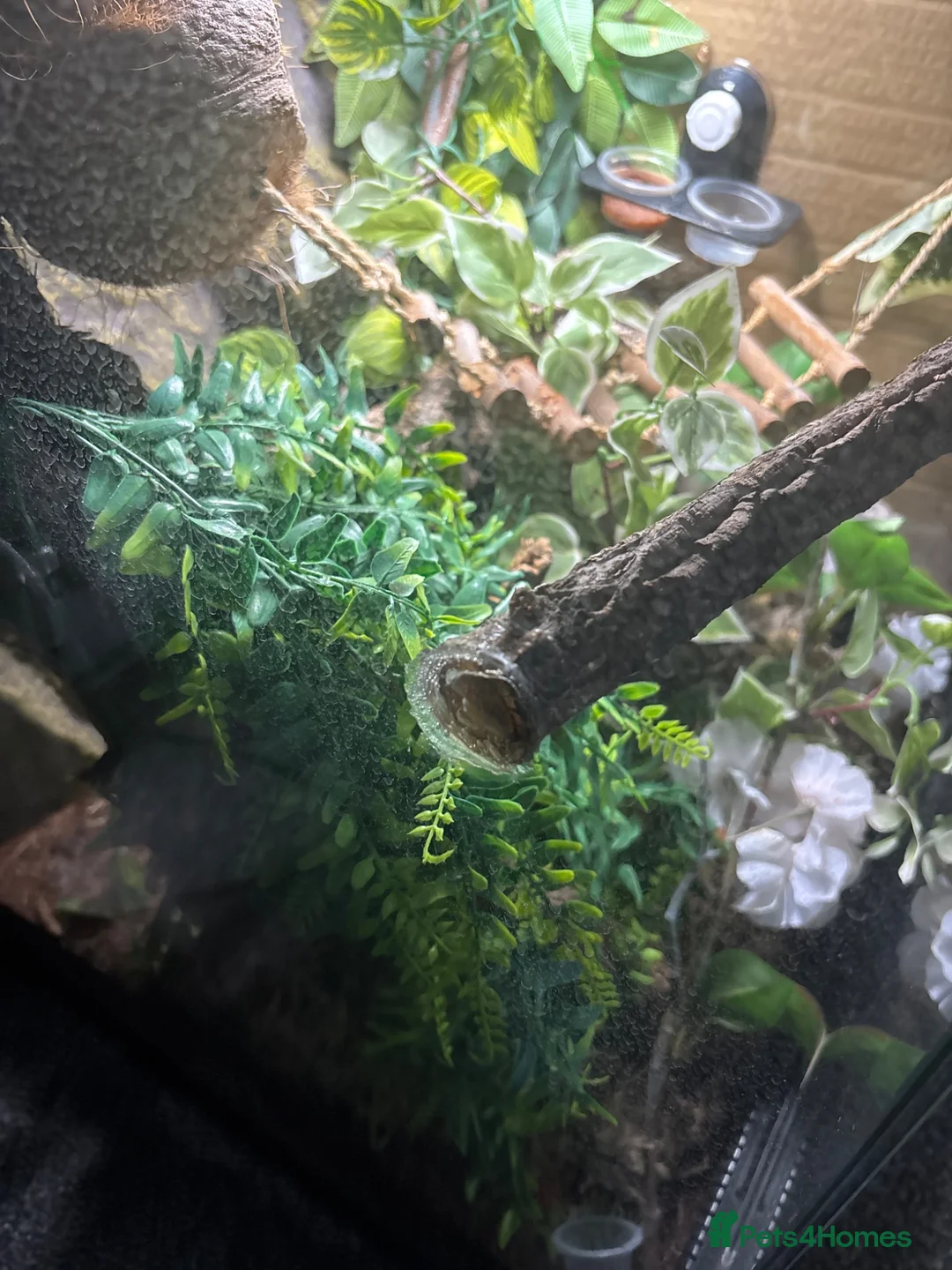 Gecko reptiles for sale: Gecko - Advert 2
