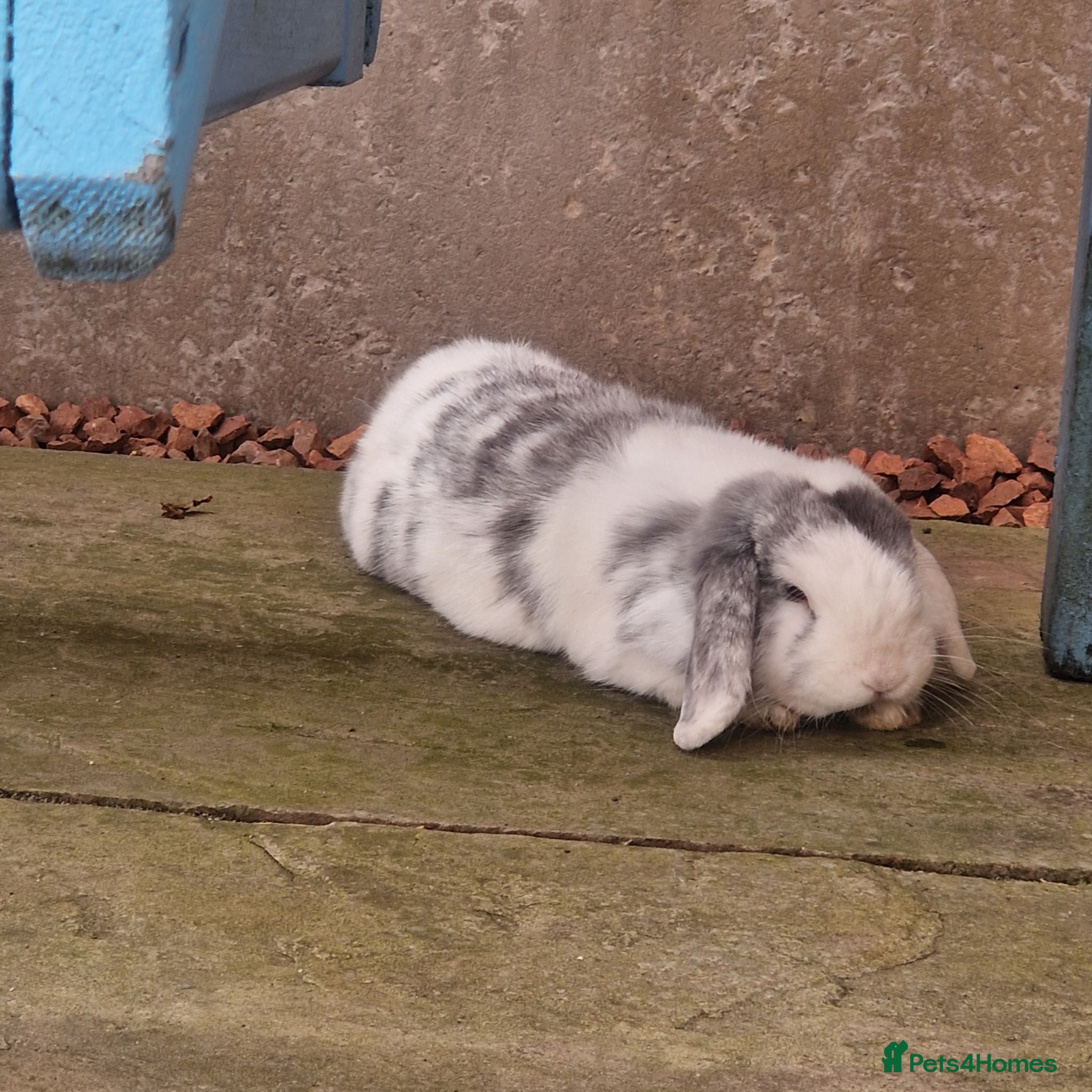 Mini Lop rabbits  Vienna Blue Magpie mini lop - Advert 2