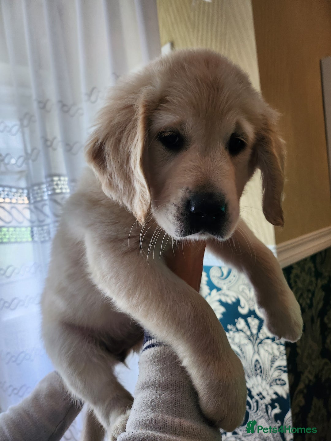 Golden Retriever dogs for sale: Golden Retriever puppies - Last Girls - Image 16