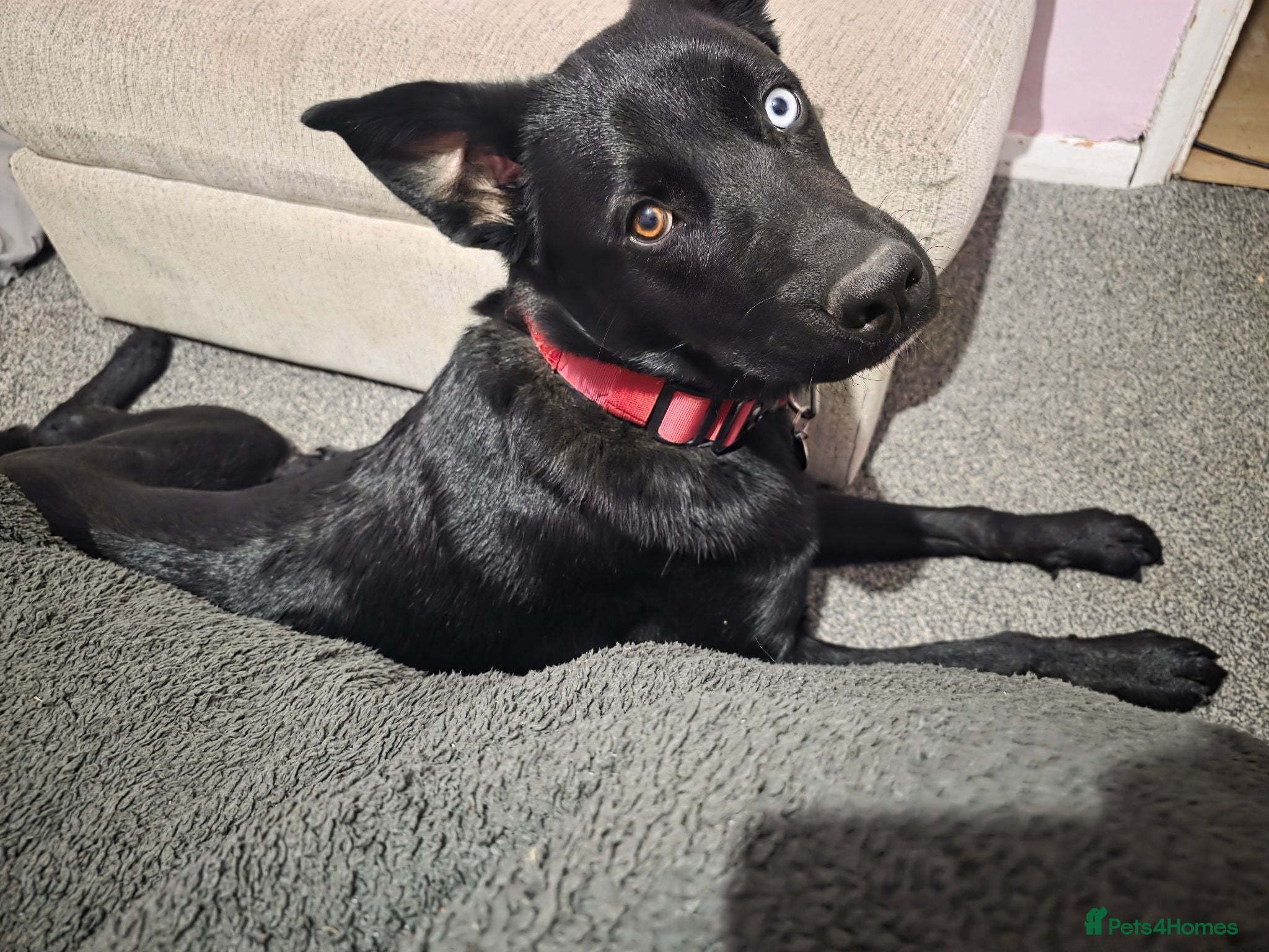 Mixed Breed dogs Huskador - Advert 1