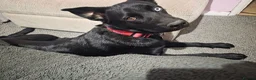 Mixed Breed dogs for sale: Huskador in Spalding - Advert 1