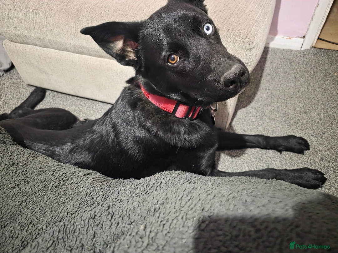 Mixed Breed dogs for sale: Huskador in Spalding - Advert 1