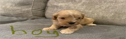 Cavapoo dogs for sale: Cavalier puppy’s  - Advert 4