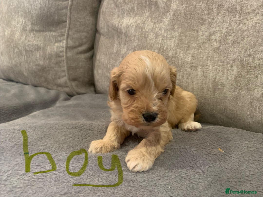 Cavapoo dogs for sale: Cavalier puppy’s  - Advert 4