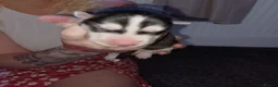 Siberian Husky dogs for sale: 🩵Exceptional siberian husky puppies🩵 - Advert 12