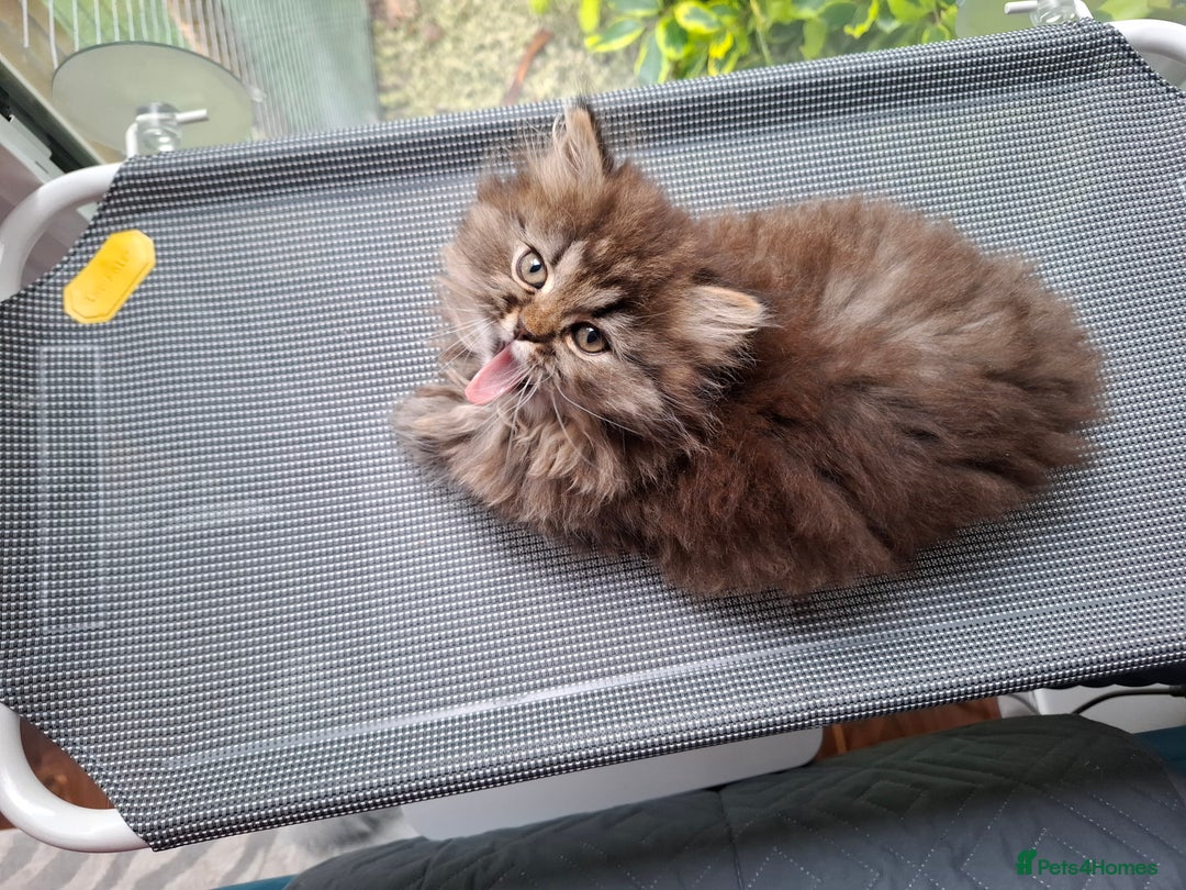Persian cats for sale: DARK GOLDEN CHINCHILLA PERSIAN KITTEN - Image 4