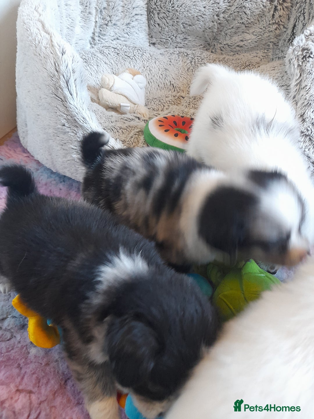 Pomeranian dogs for sale: Fabulous Pom fur babies - Image 2