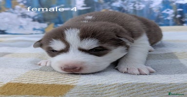 Siberian Husky dogs - Advert 6