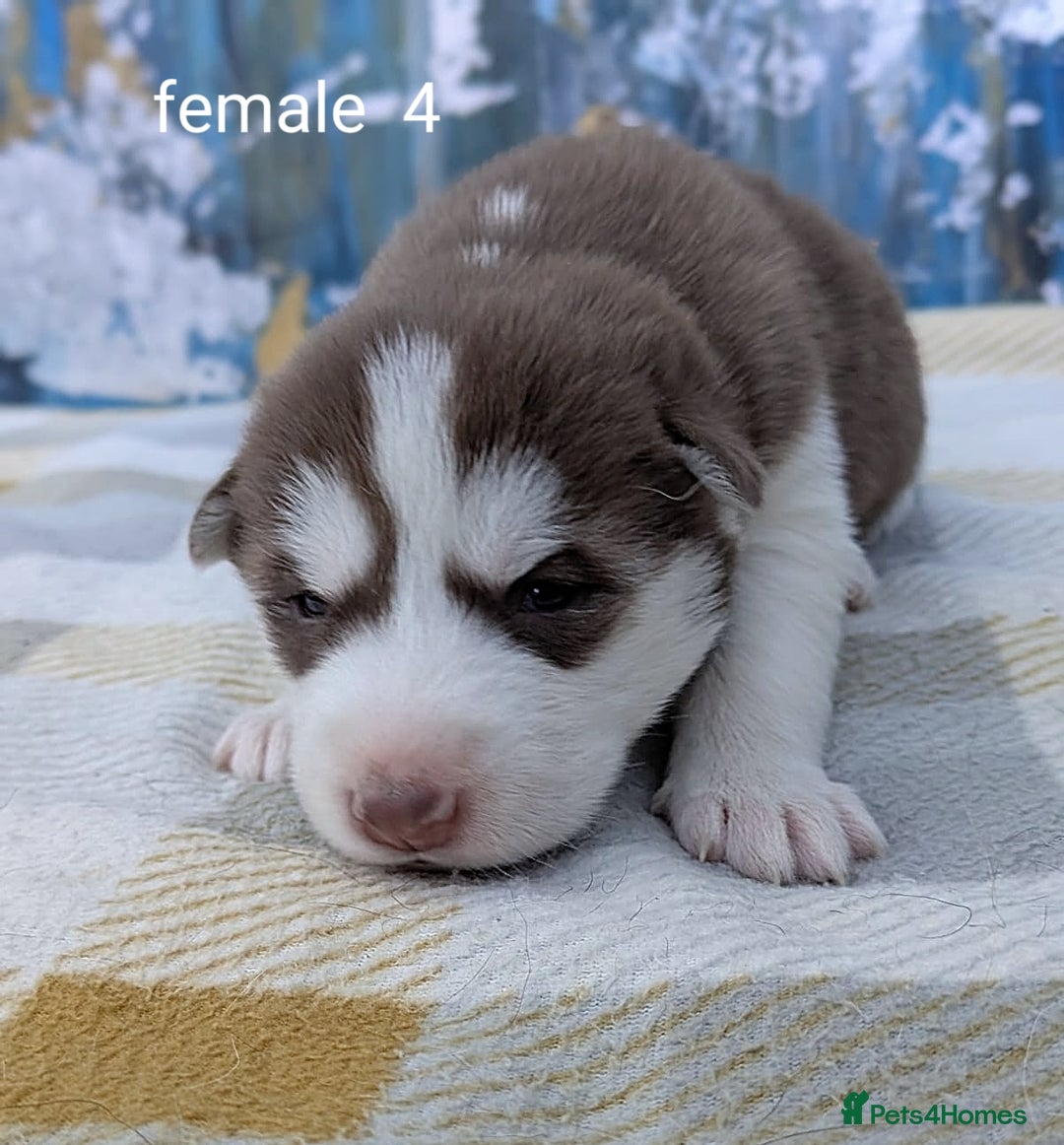 Siberian Husky dogs for sale: Beautiful Siberian Huskies-all with blue eyes - Advert 4