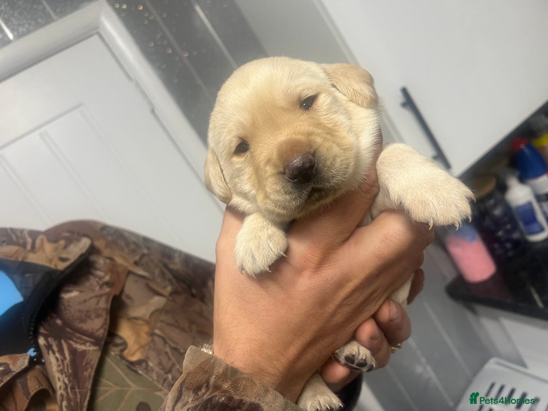 Labrador Retriever dogs for sale: Stunning Labrador puppys - Image 11