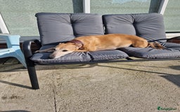 Whippet dogs for sale: KC Registered Whippet Pups - 2 girls left - Image 9